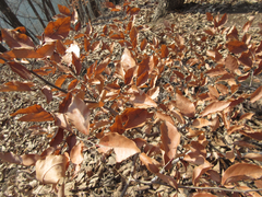 Lindera glauca