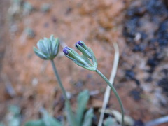Primula specuicola