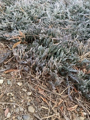 Juniperus