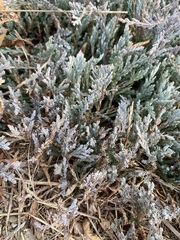 Juniperus