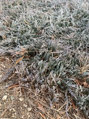 Juniperus