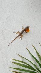 Anolis stratulus