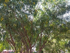 Acacia retinodes