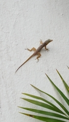 Anolis stratulus