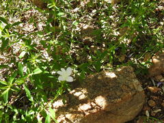 Barleria pretoriensis