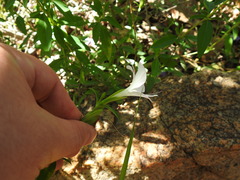 Barleria pretoriensis