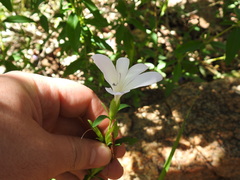 Barleria pretoriensis