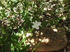Barleria pretoriensis