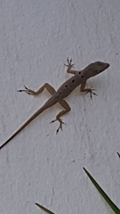 Anolis stratulus