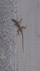 Anolis stratulus