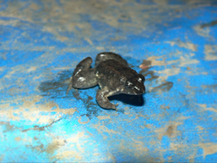 Occidozyga martensii