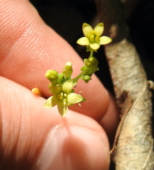 Sebaea leiostyla