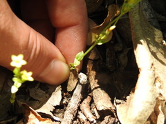 Sebaea leiostyla