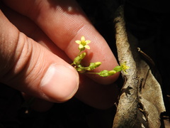 Sebaea leiostyla