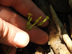Sebaea leiostyla