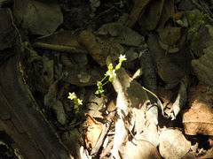 Sebaea leiostyla