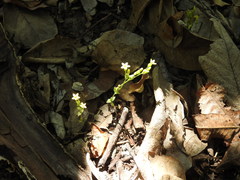 Sebaea leiostyla