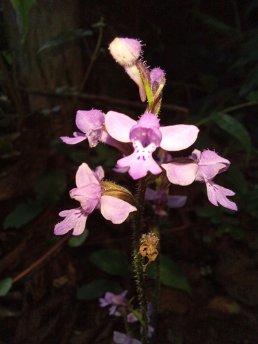 Cynorkis kassneriana