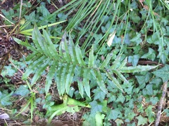 Blechnum minus