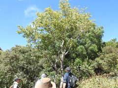 Matthew Fainman, CC BY, iNaturalist via GBIF Ochna pulchra, photograph Matthew Fainman, CC BY, iNaturalist via GBIF
