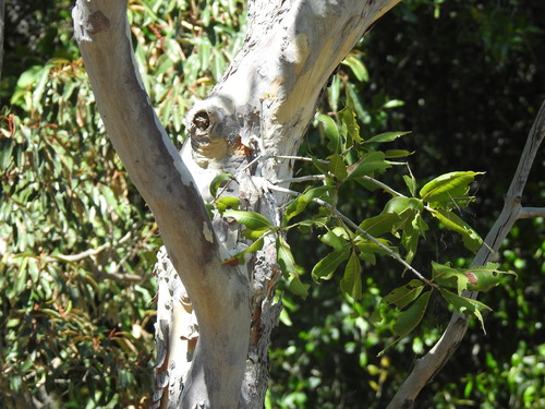 Ochna pulchra, photograph 2