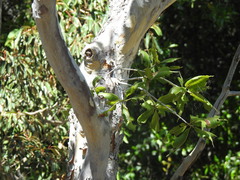 Matthew Fainman, CC BY, iNaturalist via GBIF Ochna pulchra, photograph Matthew Fainman, CC BY, iNaturalist via GBIF
