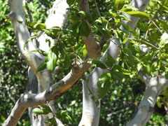 Matthew Fainman, CC BY, iNaturalist via GBIF Ochna pulchra, photograph Matthew Fainman, CC BY, iNaturalist via GBIF