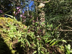 Stenoglottis fimbriata