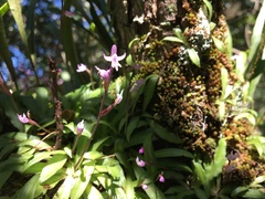 Stenoglottis fimbriata