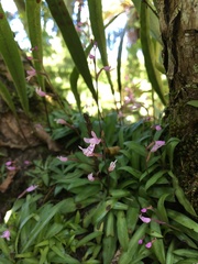 Stenoglottis fimbriata
