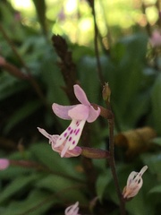Stenoglottis fimbriata