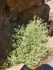 Jamesbrittenia ramosissima