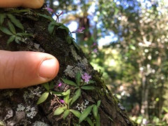 Stenoglottis fimbriata