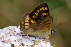Lycaena enysii