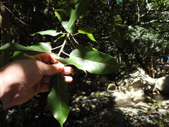Ficus ingens