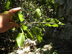 Ficus ingens
