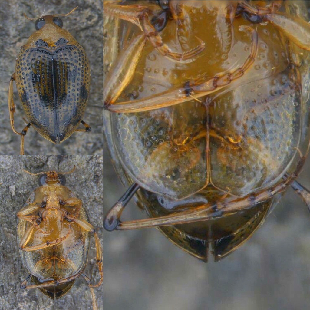 Peltodytes duodecimpunctatus
