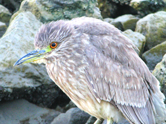 Nycticorax nycticorax