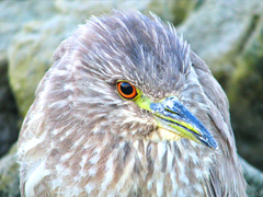 Nycticorax nycticorax