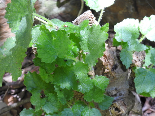 Image of Obetia tenax by (c) Matthew Fainman, some rights reserved (CC BY)