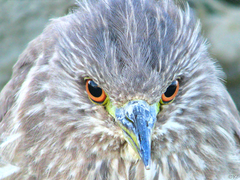 Nycticorax nycticorax