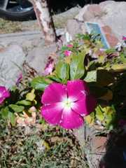 Catharanthus roseus
