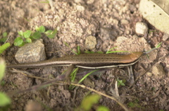 Trachylepis gravenhorstii