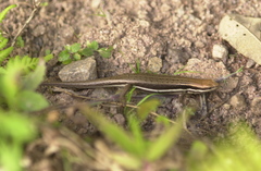 Trachylepis gravenhorstii