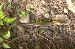 Trachylepis gravenhorstii