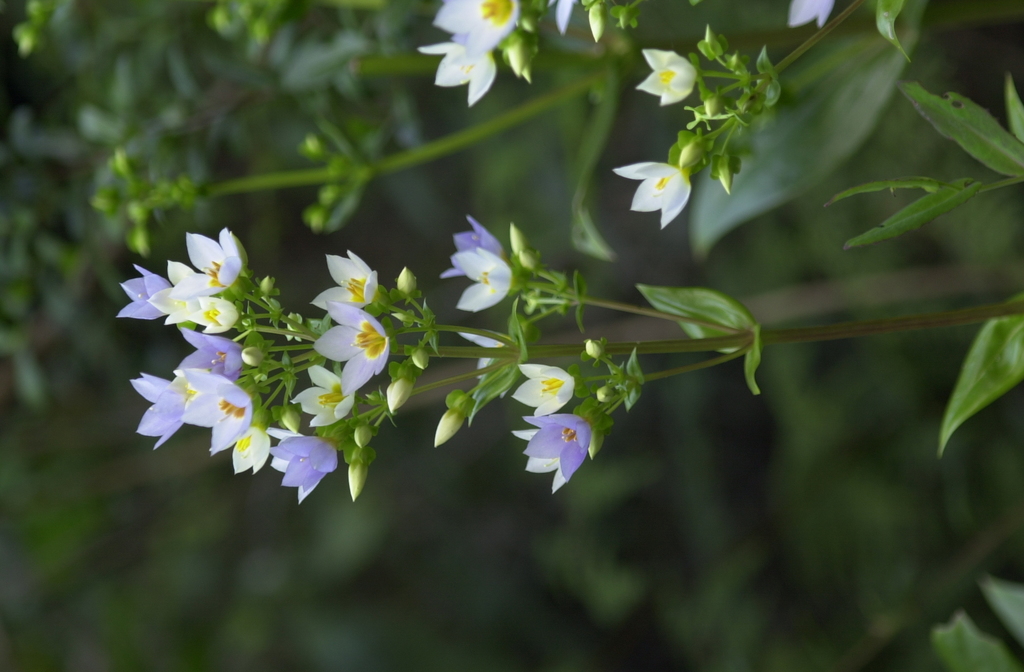 Exacum divaricatum