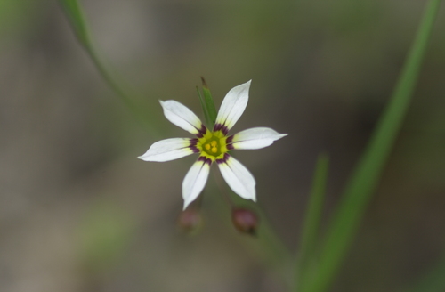 Sisyrinchium image