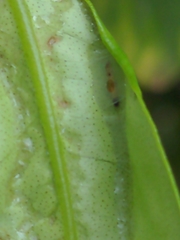 Phyllocnistis citrella