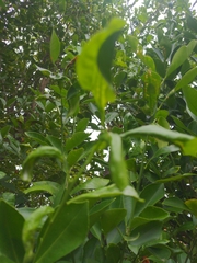 Phyllocnistis citrella