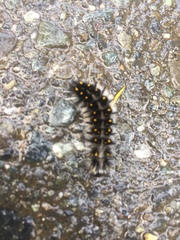 Lophocampa roseata